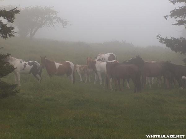 Ponies in the mist