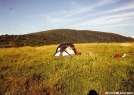 My Tent on the Whigg by Tipi Walter in Benton MacKaye Trail