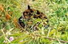 Rattler on the Bob! by Tipi Walter in Snakes