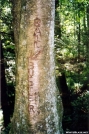 Upper Slickrock Tree Sign by Tipi Walter in Special Points of Interest