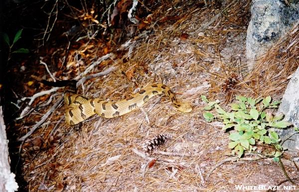 Rattler in Pisgah Upper Creek!