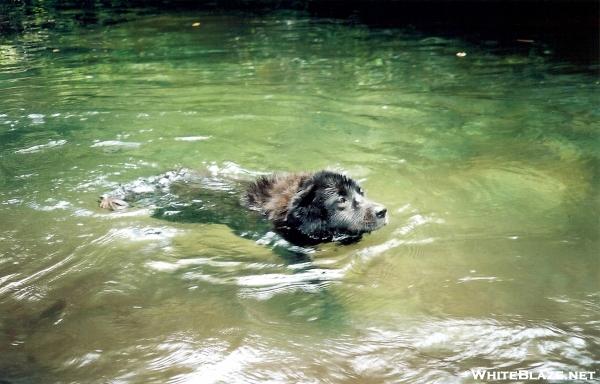 Slickrock Swimming Dog