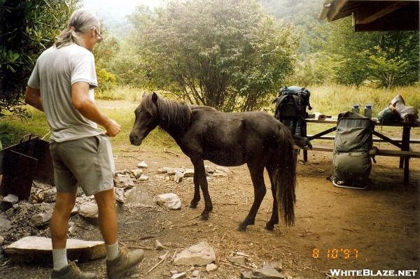 Wild Pony at Grayson Highlands