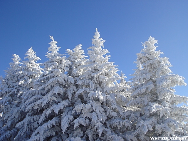 Ice Encrusted Fir Trees On The Bob