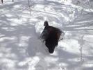 Shunka Struggles Threw Deep Snow by Tipi Walter in Views in North Carolina & Tennessee