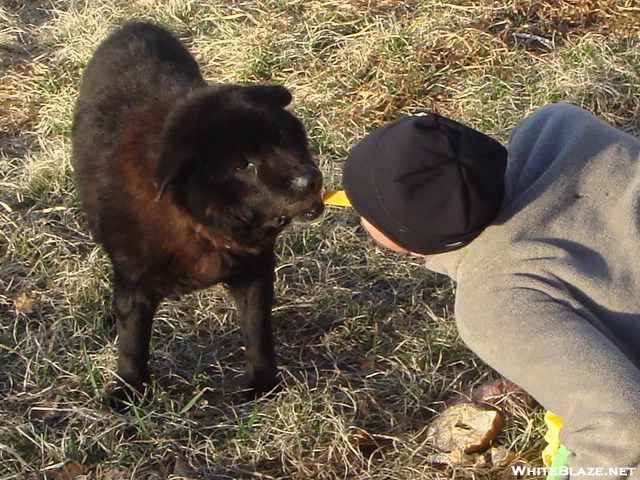 Mouth To Mouth Feeding Of Shunka