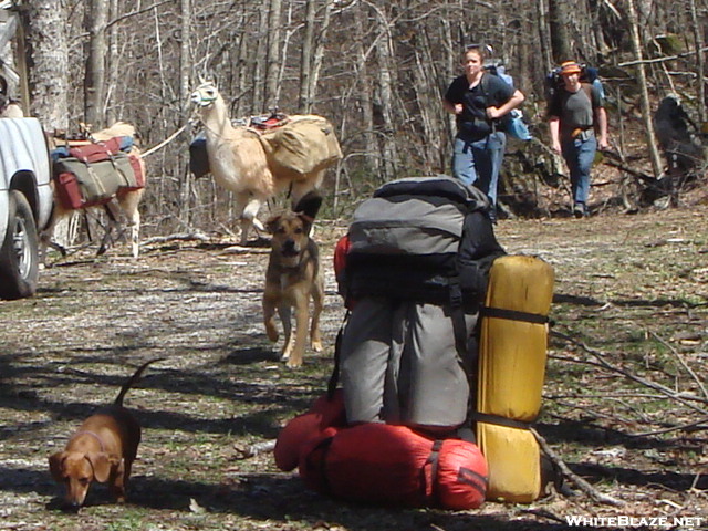 Llamas, People, Dogs And Packs
