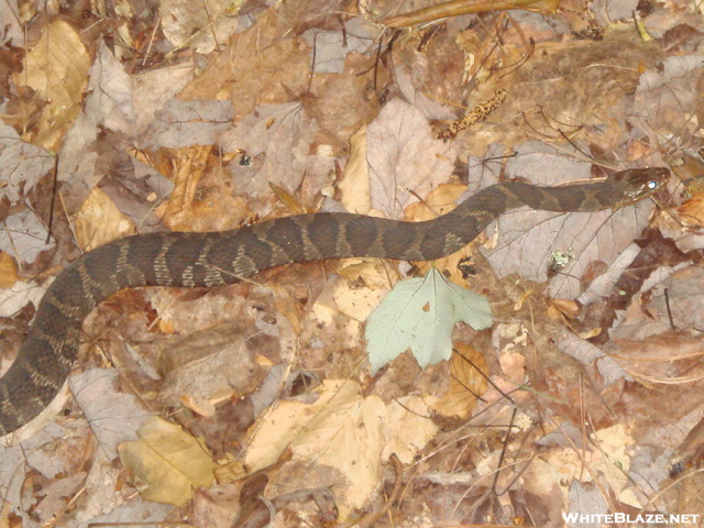 Banded Water Snake