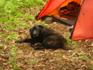 Shunka At Fern Camp Brookshire by Tipi Walter in Tent camping