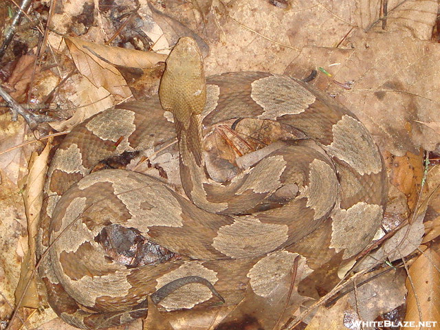 Copperhead On The South Fork