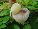 Azalea Gall