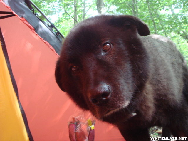 Shunka Peers Into The Tent