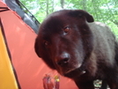 Shunka Peers Into The Tent