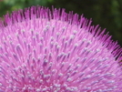 Thistle By The Trail by Tipi Walter in Flowers