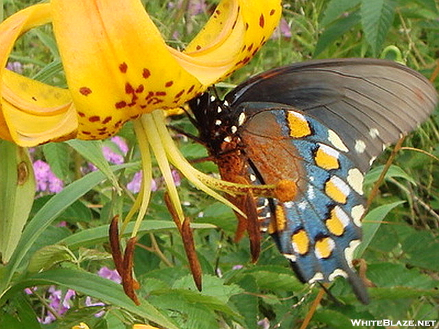 Butterfly With Flower On The Bob