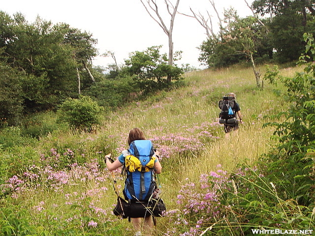 Backpackers Pull Into The Meadow