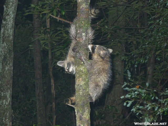 Two Raccoons In Camp