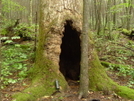 Kilmer Hollow Poplar by Tipi Walter in Other