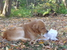 Rooty Reading Thru A Campmor Catalog by Tipi Walter in Other