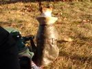 Randy's Dog From Behind by Tipi Walter in Other