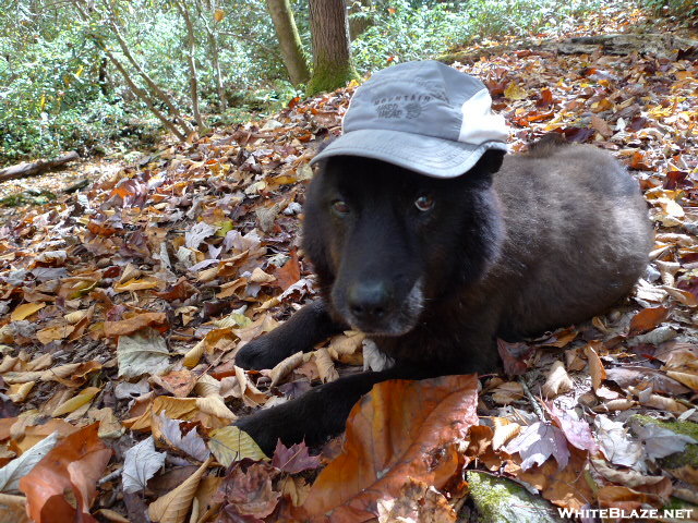 Shunka Dog On Nichols Cove Creek