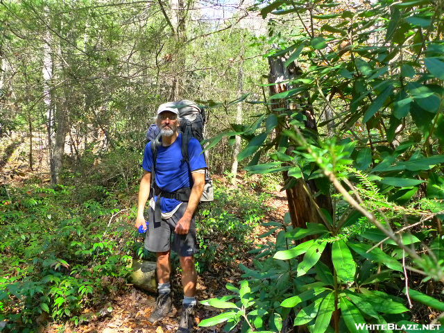 Dr. Fungus In The Bald River Wilderness