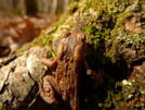 You've Got A Friend In A Toad by Tipi Walter in Other