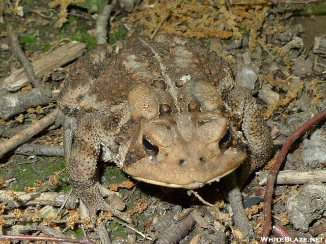 The Big Toad On Big Frog Mountain