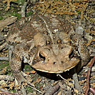 The Big Toad On Big Frog Mountain by Tipi Walter in Other