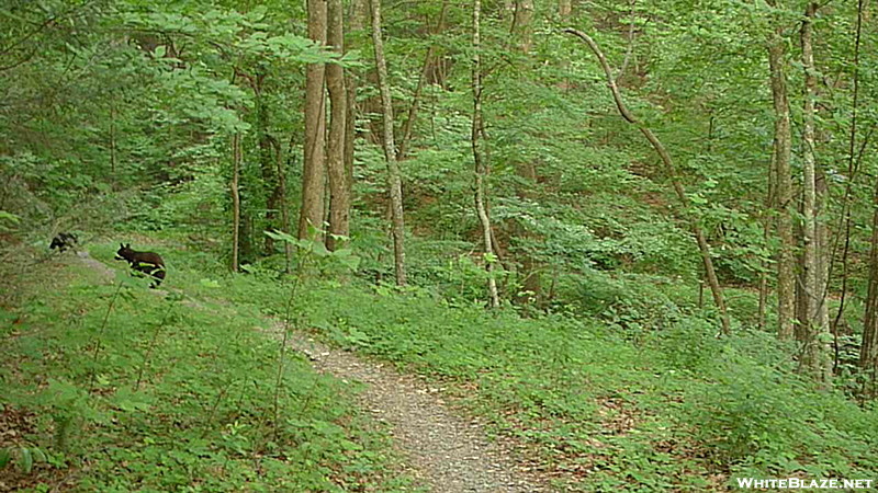 Hiking With A Black Bear