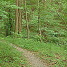 Hiking With A Black Bear