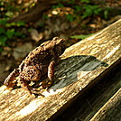 When All Seems Bleak God Sends A Toad by Tipi Walter in Other