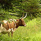 You've Always Got A Friend In Highland Cattle by Tipi Walter in Other