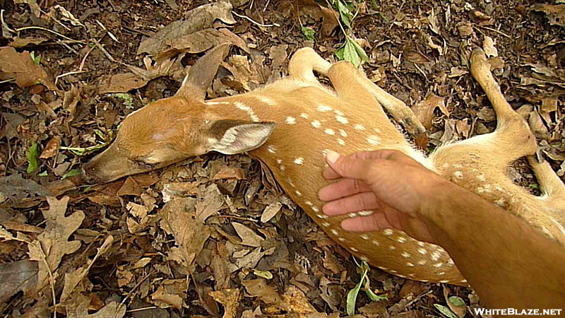 Comforting A Dying Fawn