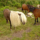 Hippie Horse