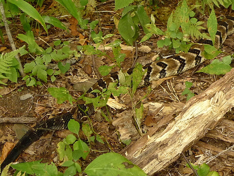 Timber Rattlesnake in the Citico
