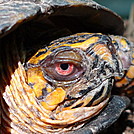 Turtle Buddy on the Rocky Flats Trail