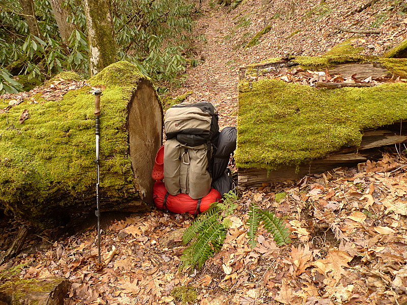 Little Santeetlah Creek Trail Has Some Massive Trees