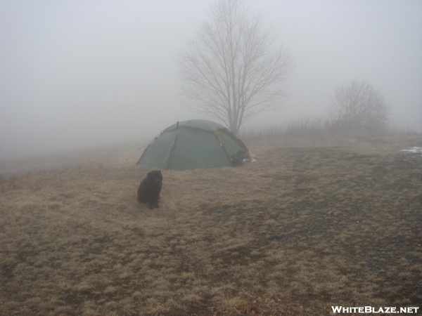 Staika Tent On A Windy Whiggs Meadow