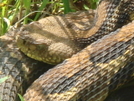 Second Snake Of The Trip by Tipi Walter in Snakes