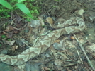 Making A New Copperhead Friend by Tipi Walter in Snakes
