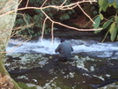 Getting Water By The Sycamore/new Year by Tipi Walter in Views in North Carolina & Tennessee