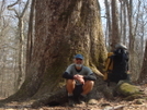 Massive Tree Bench/kilmer by Tipi Walter in Views in North Carolina & Tennessee