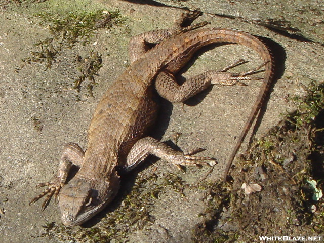 You've Got A Friend In A Lizard