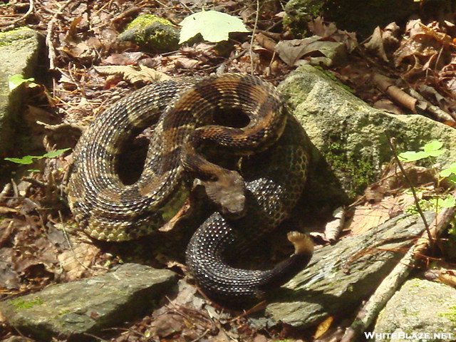 Rattlesnake On The South Fork!