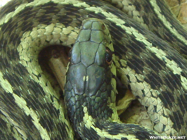 Garter Snake On The Haoe Lead Trail