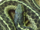 Garter Snake On The Haoe Lead Trail