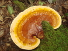 A Bright Shelf Mushroom by Tipi Walter in Other