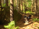 Rare Shot Along The Brush Mountain Trail