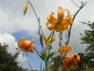 Lilies On Bob Bald by Tipi Walter in Flowers